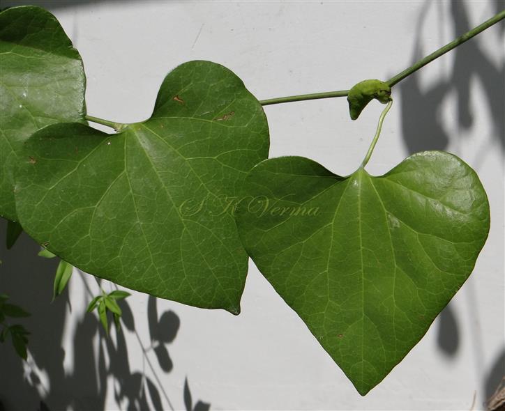  Leaves